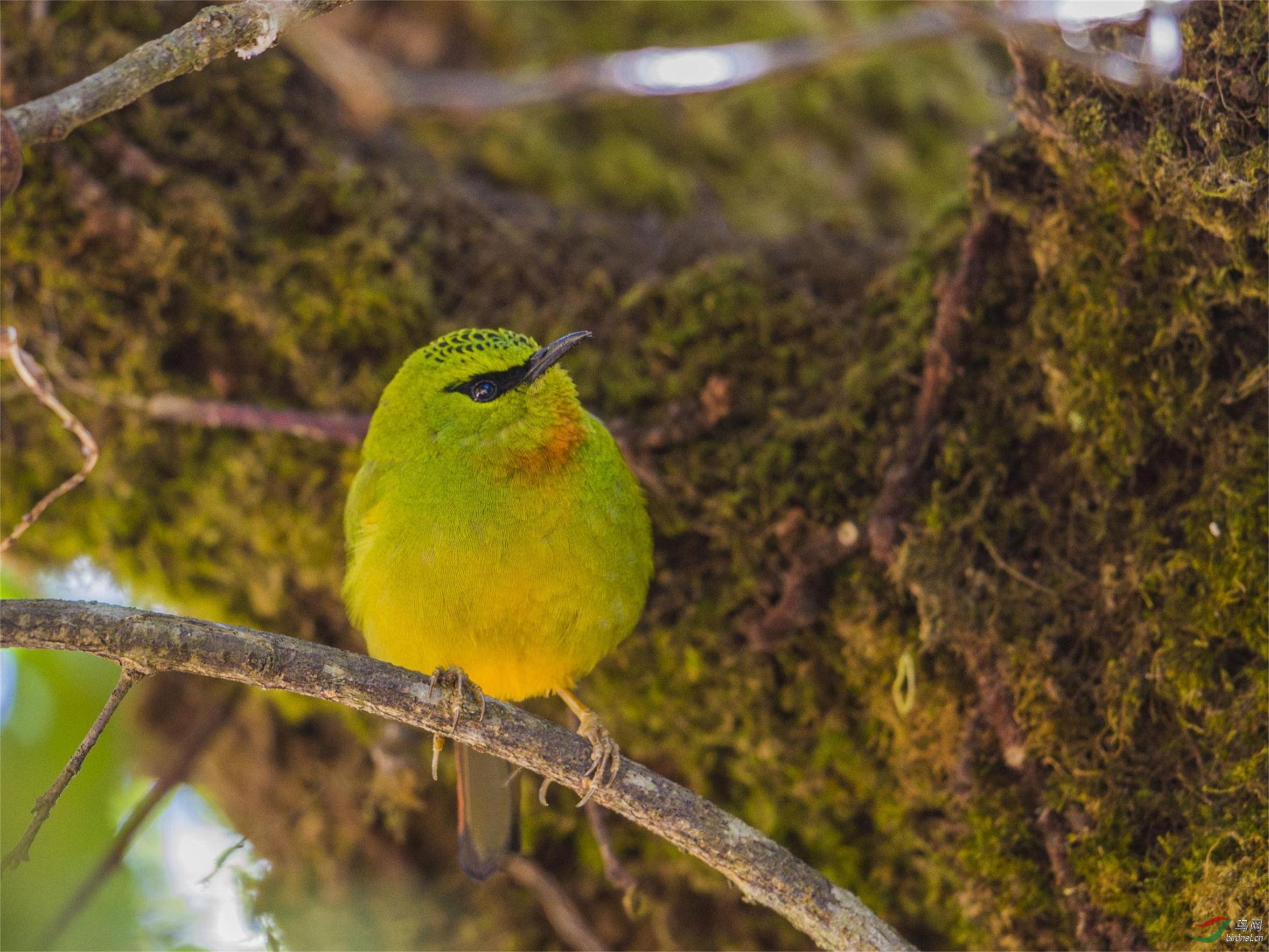 西藏樟木的火尾绿鹛