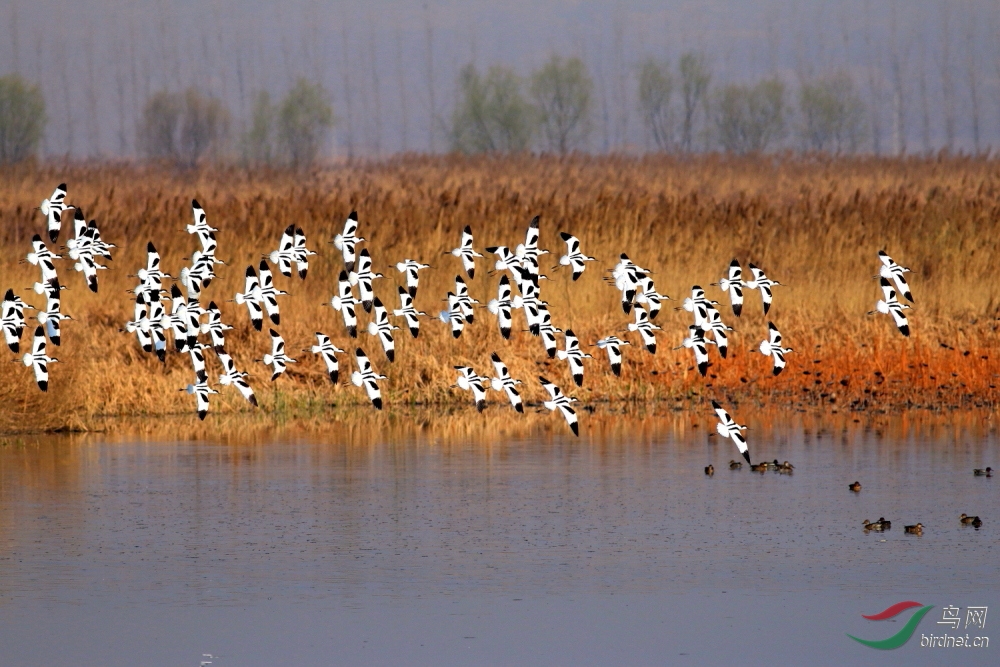 反嘴鹬(拍摄于灵宝鼎湖湾)