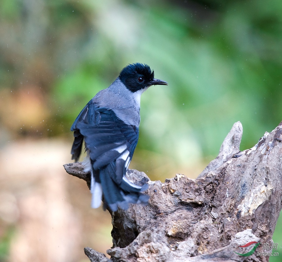 云南百花岭拍鸟舞动黑头奇鹛
