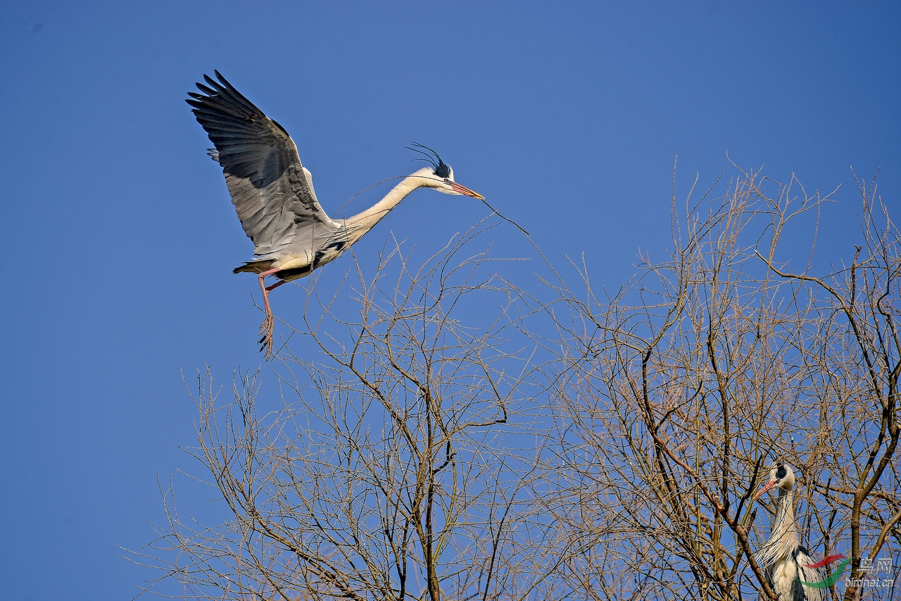 苍鹭筑巢忙