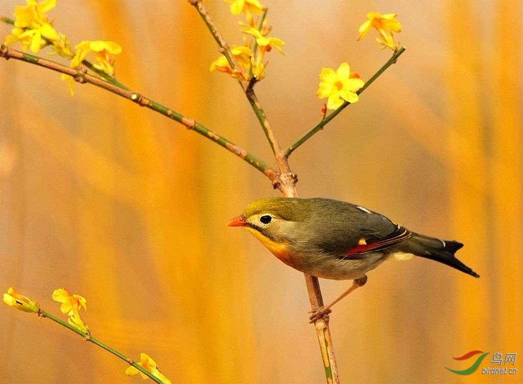 相思鳥攀枝迎春花3.jpg