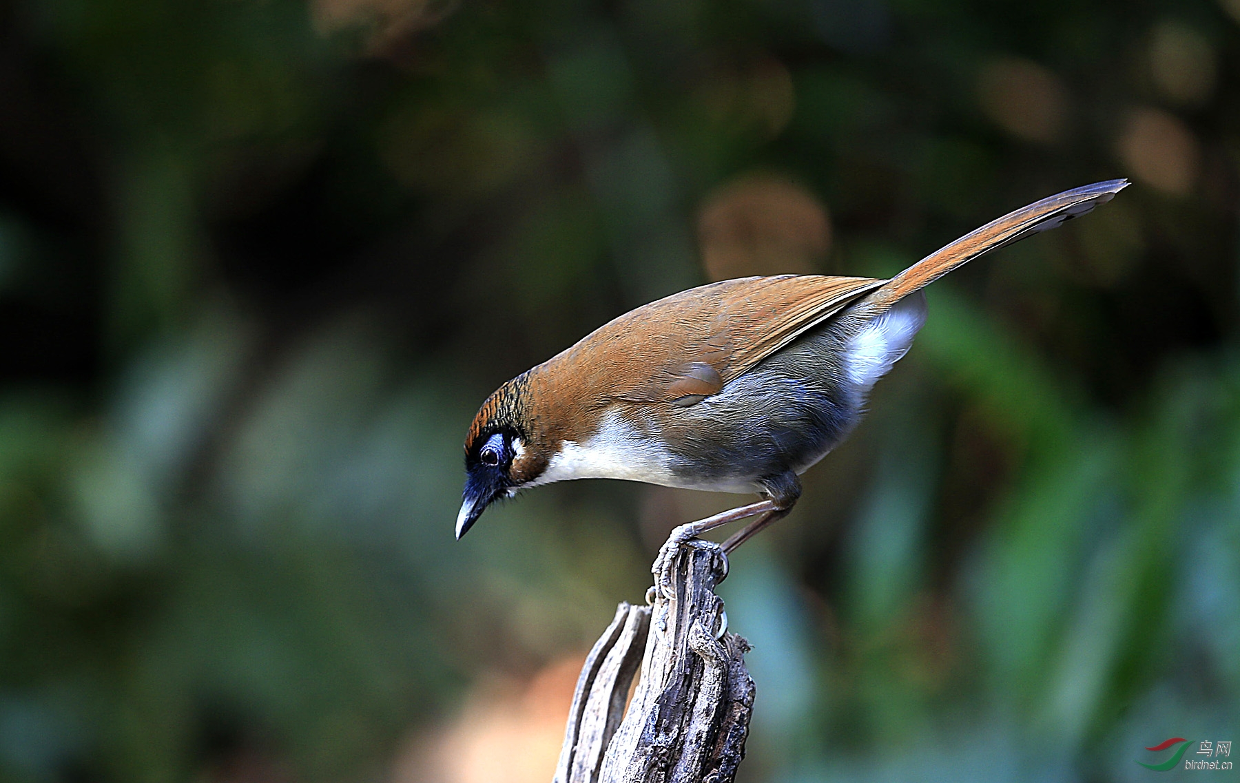 灰胁噪鹛 - 黑龙江版 heilongjiang鸟网