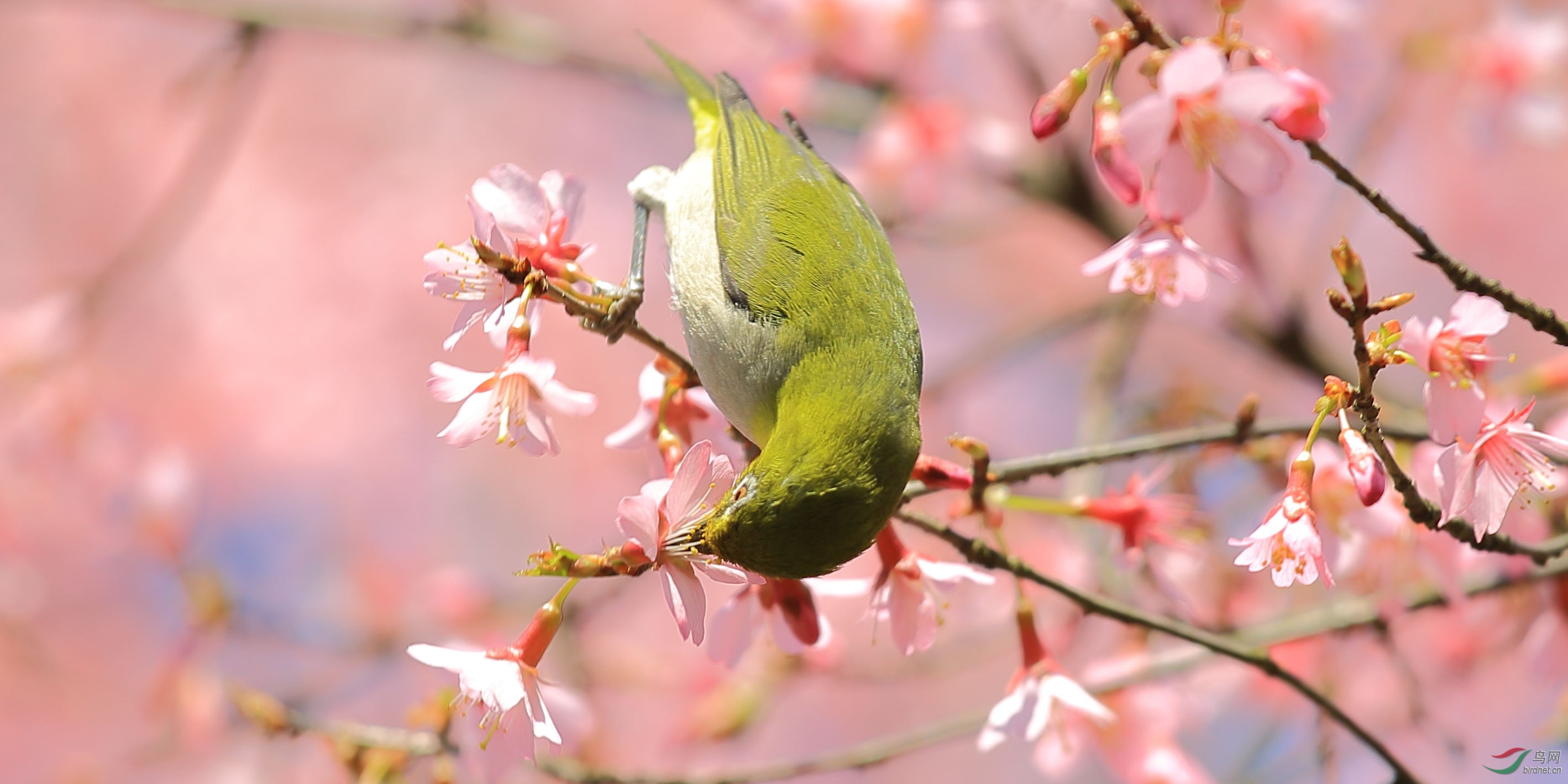 繡眼戀櫻