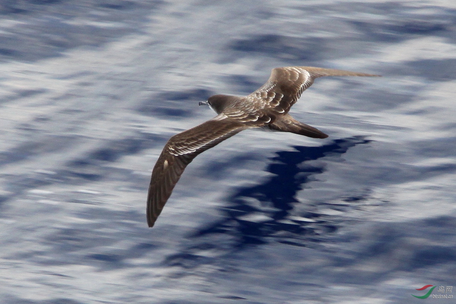 Hawaii260409 676t.jpg