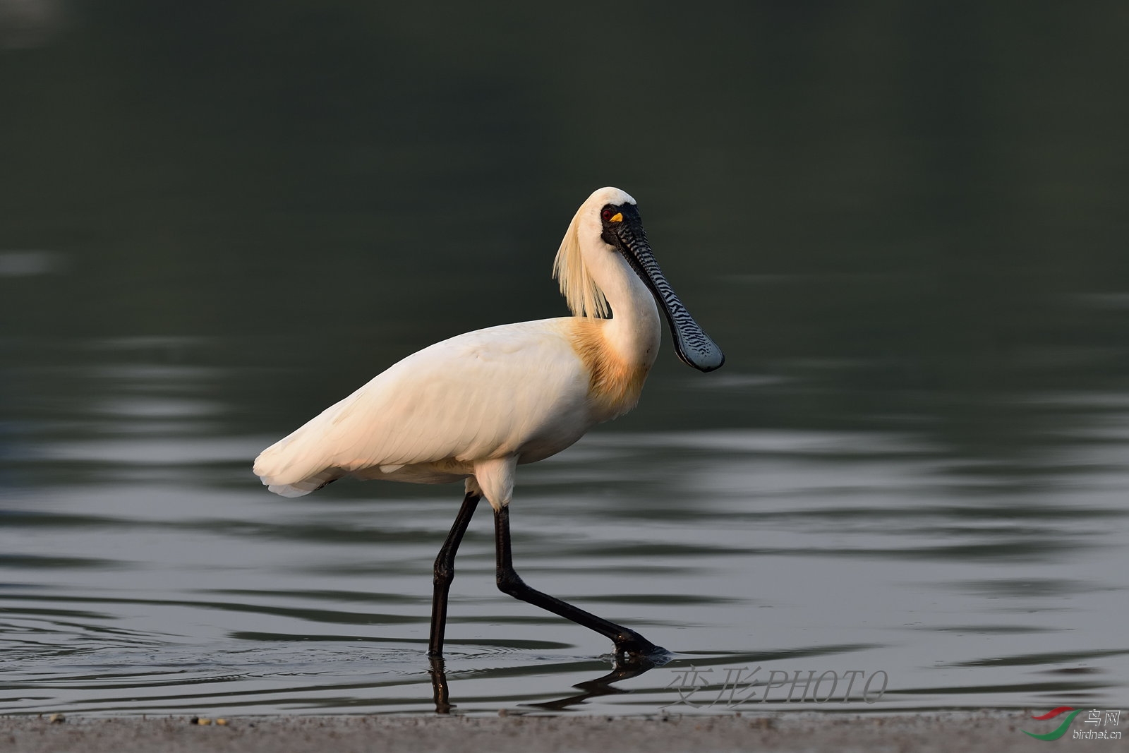 (黑脸琵鹭)发一组黑琵!