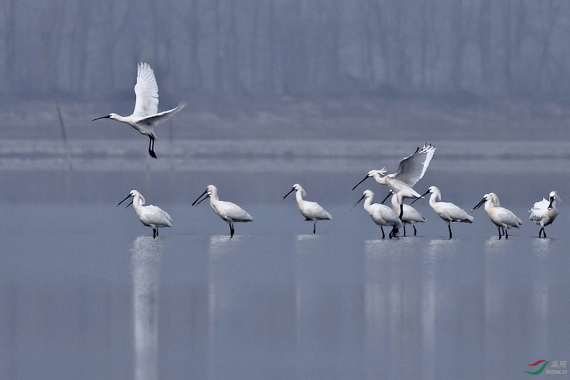 一群白琵鹭
