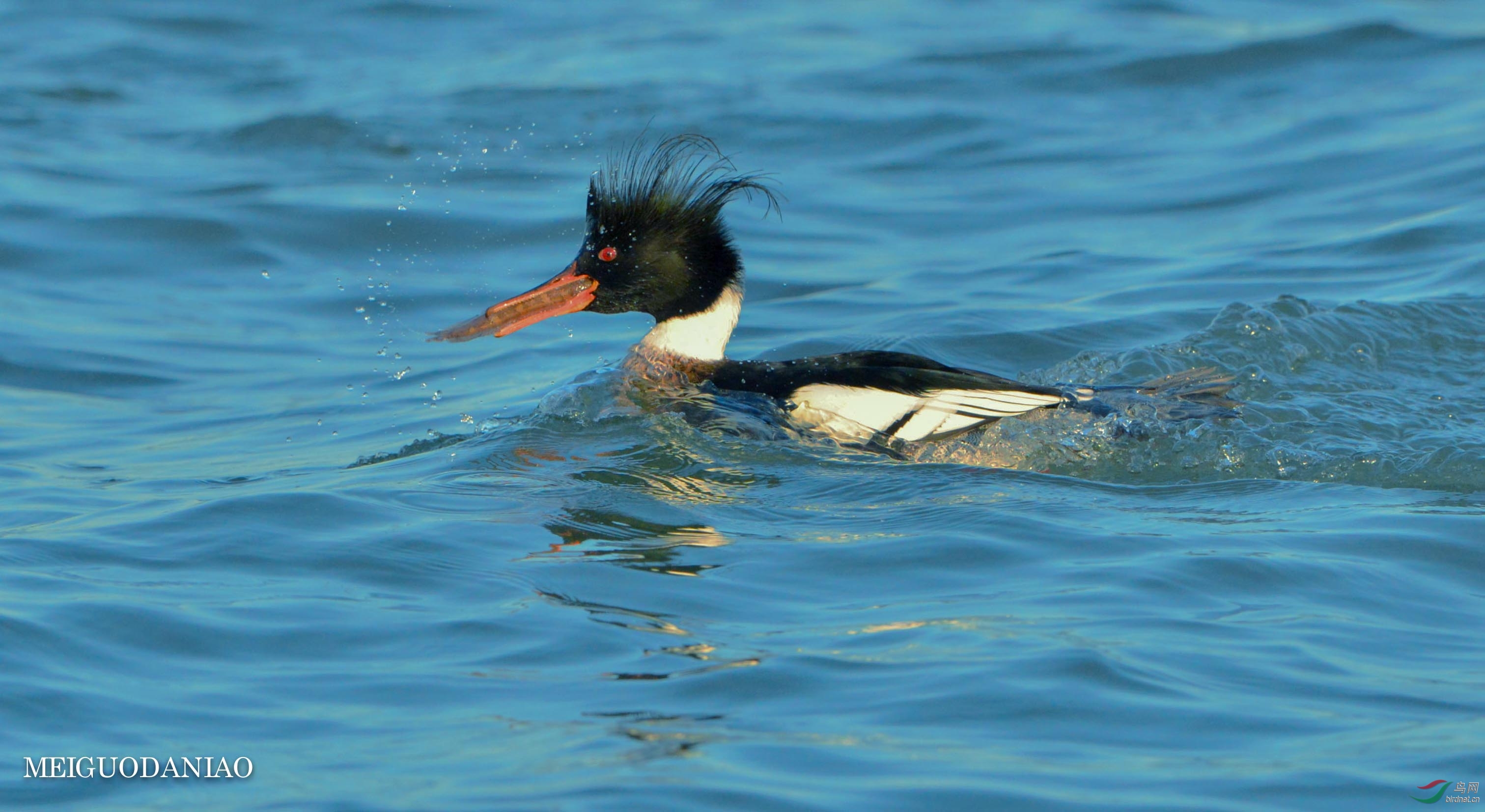 红胸秋莎鸭千姿