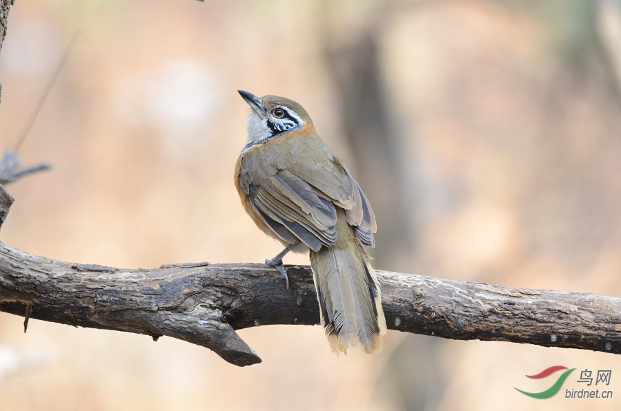 大连鸟况20140323--黑领噪鹛