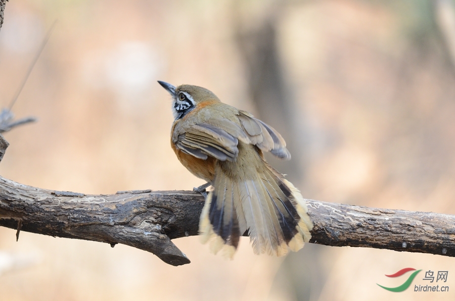 大连鸟况20140323--黑领噪鹛