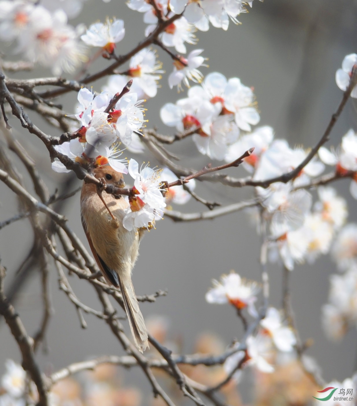 春天裡隨便就是花鳥