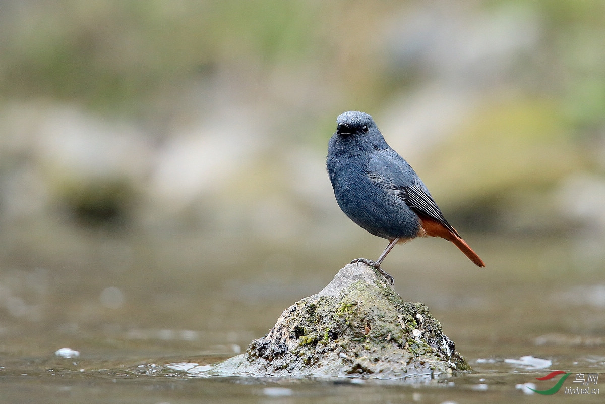 溪流中的红尾水鸲