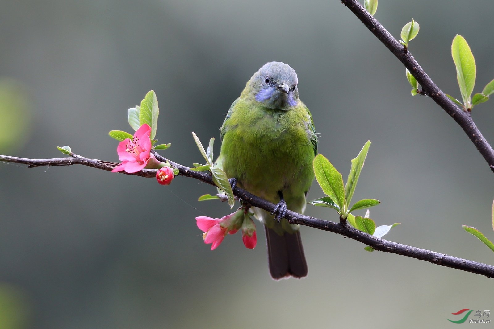 (橙腹叶鹎)橙腹叶鹎(雌鸟)