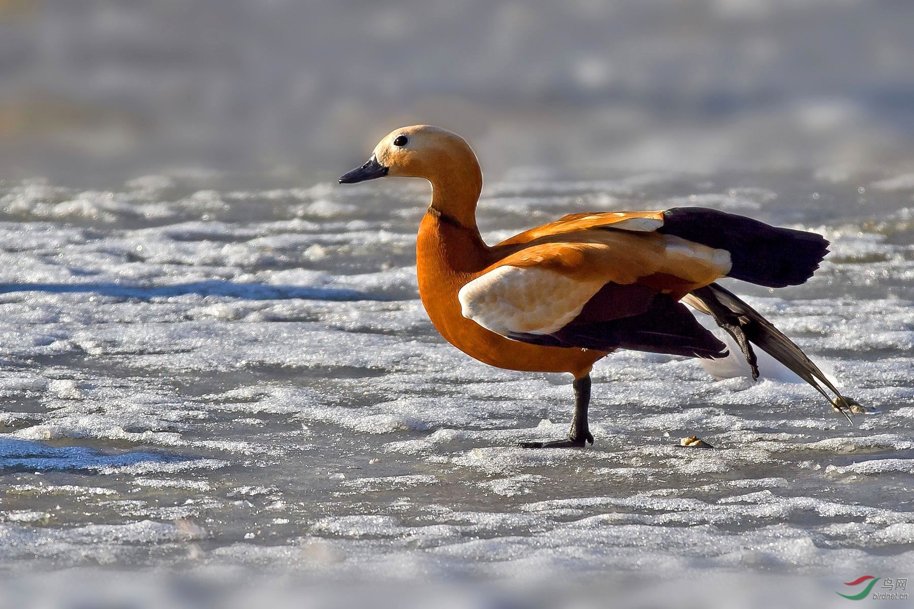冰水中的赤麻鸭