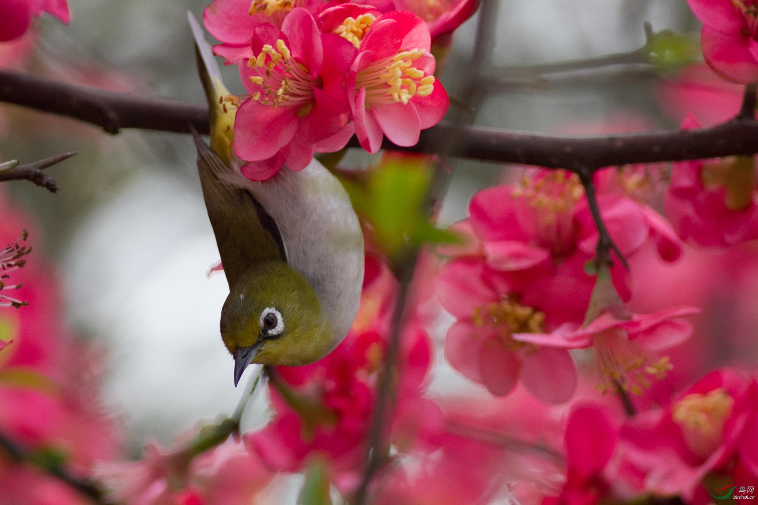 海棠花上的绣眼
