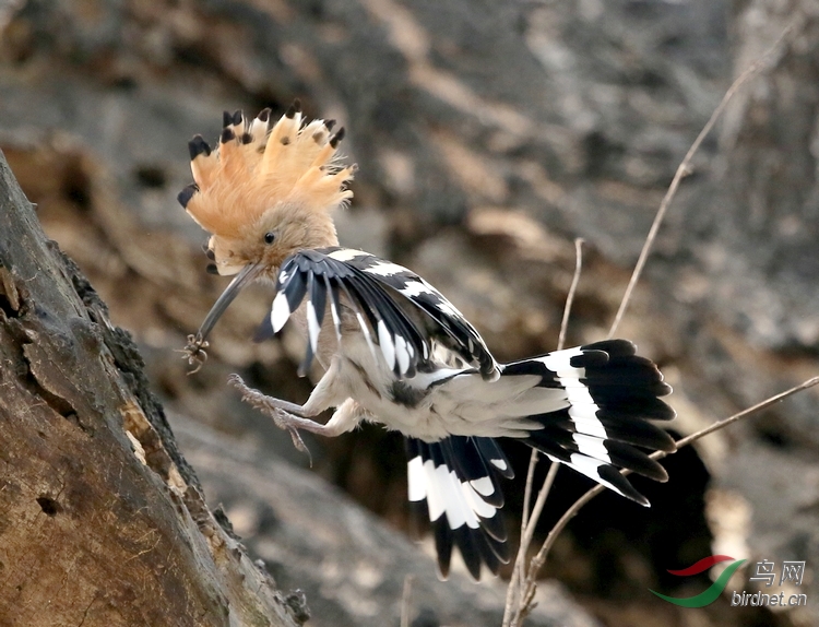 南植情侣戴胜喂食又踩蛋