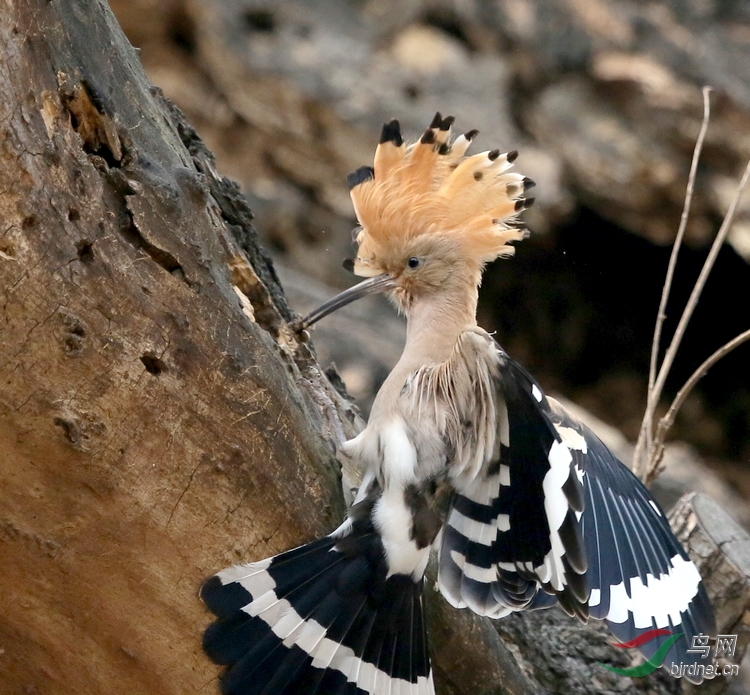 南植情侣戴胜喂食又踩蛋