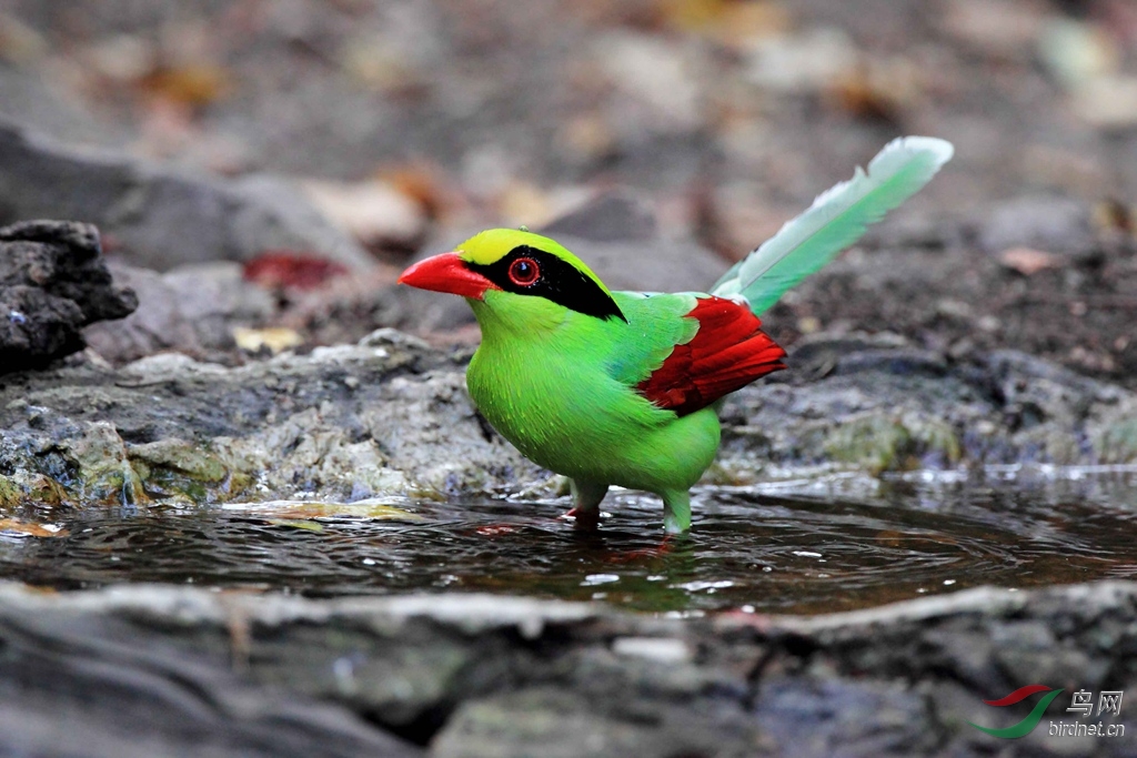 (蓝绿鹊)泰国拍鸟(一)——美丽迷人的蓝绿鹊!