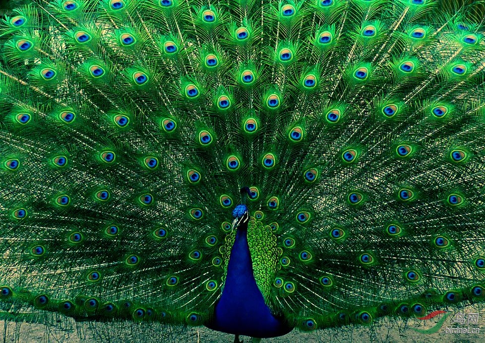 美丽的澳洲孔雀