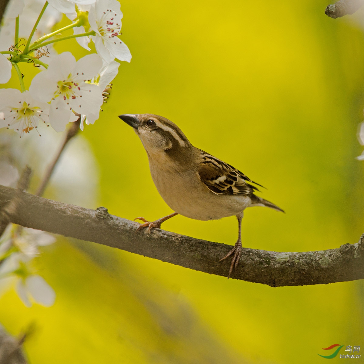 春天的麻雀也风光一对山麻雀