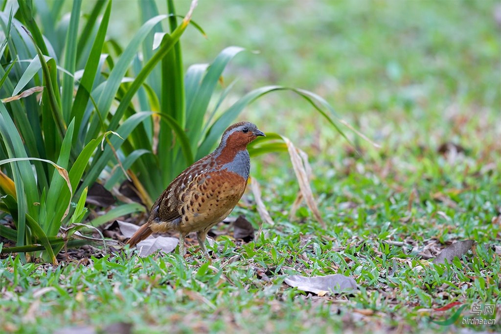(灰胸竹鸡)灰胸竹鸡
