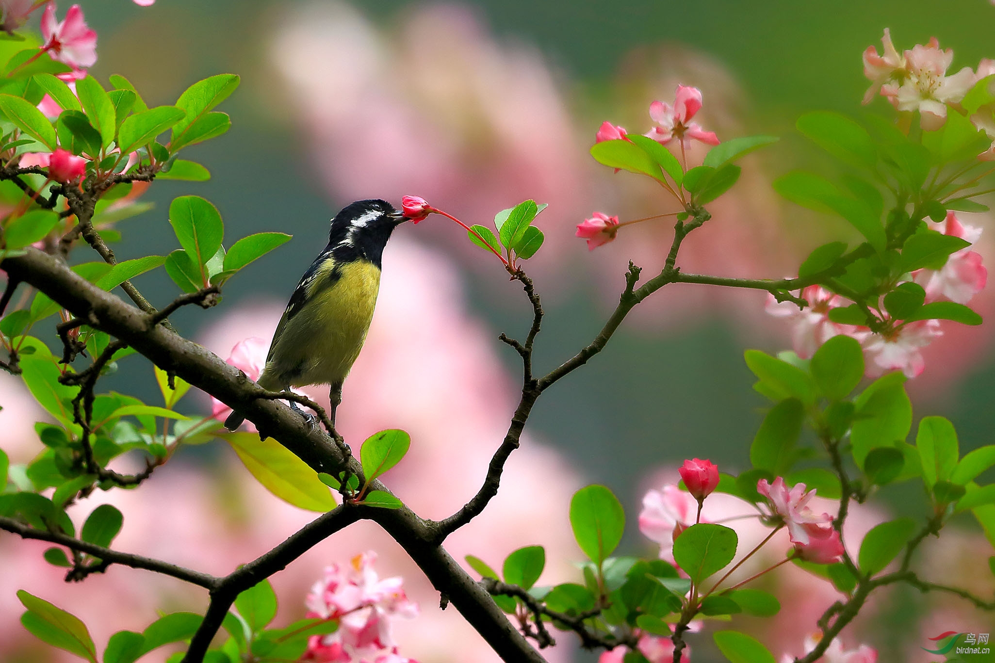 花中的黄腹山雀