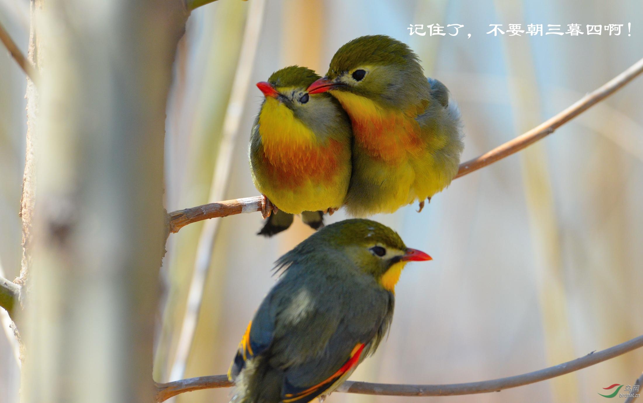 红嘴相思鸟的爱情故事