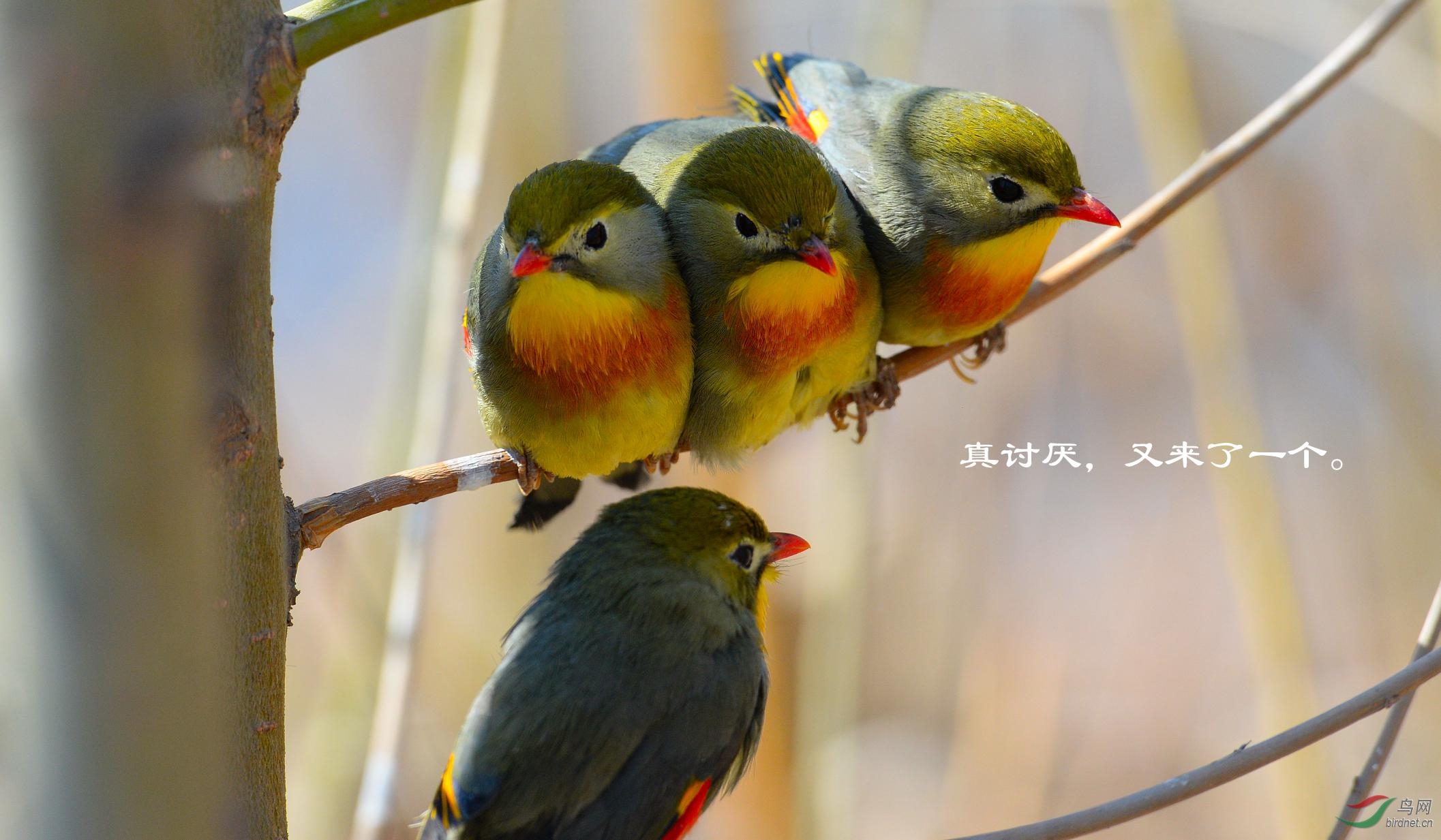 红嘴相思鸟的爱情故事