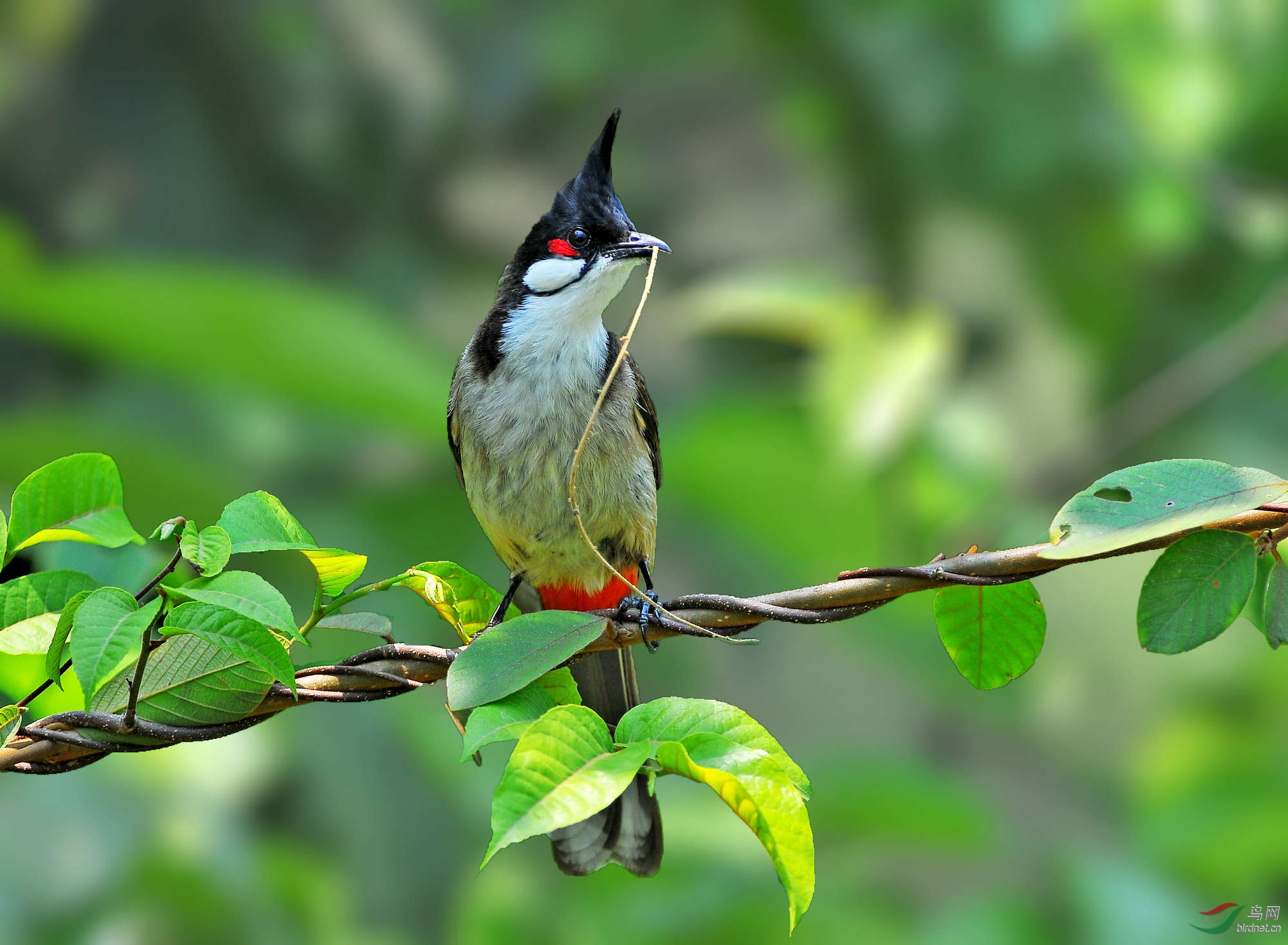 我想有个家——红耳鹎 - 林鸟版 forest birds 鸟网