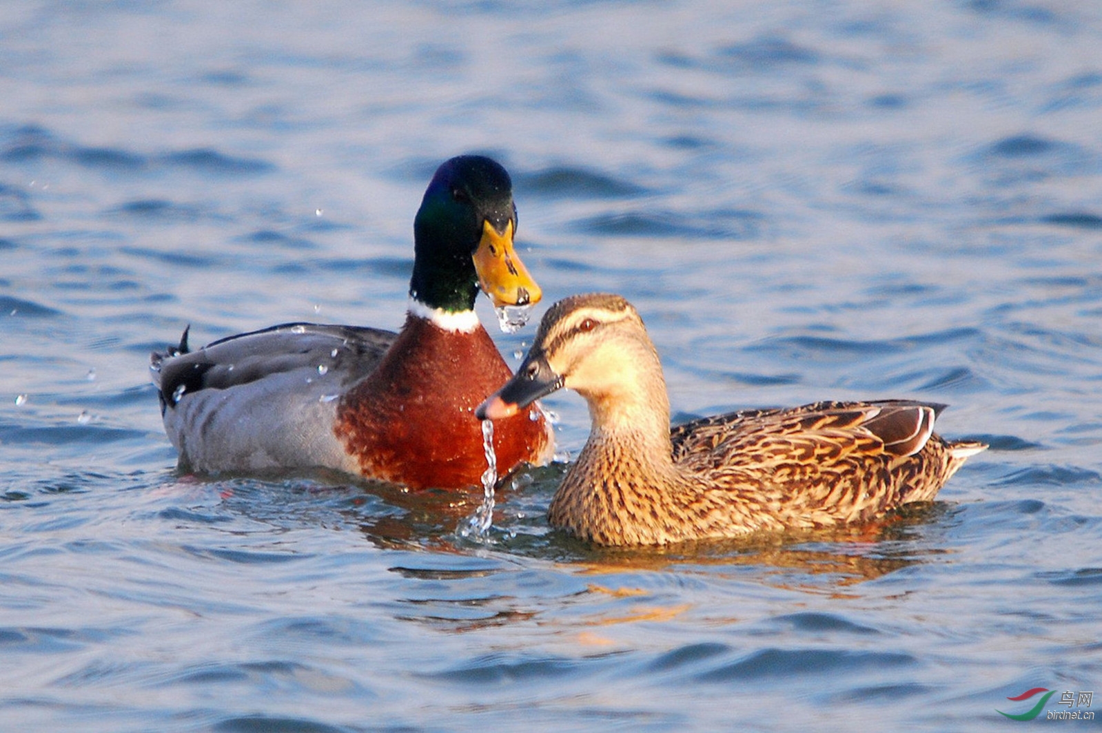 我为江鸭拍写真