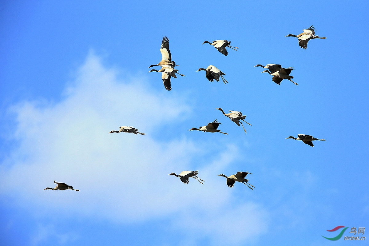 婀娜多姿的仙鹤下凡