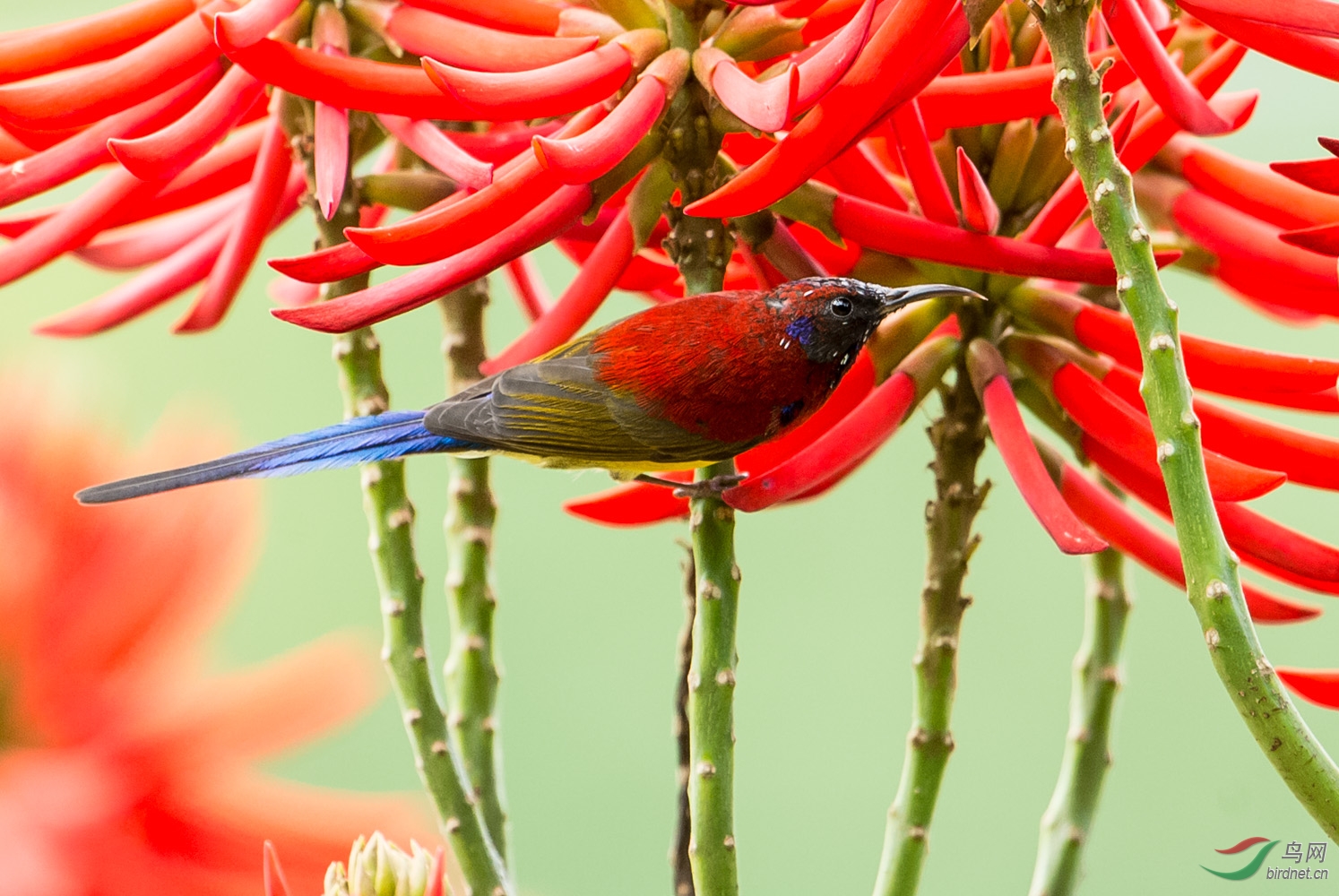 蓝喉太阳鸟一对