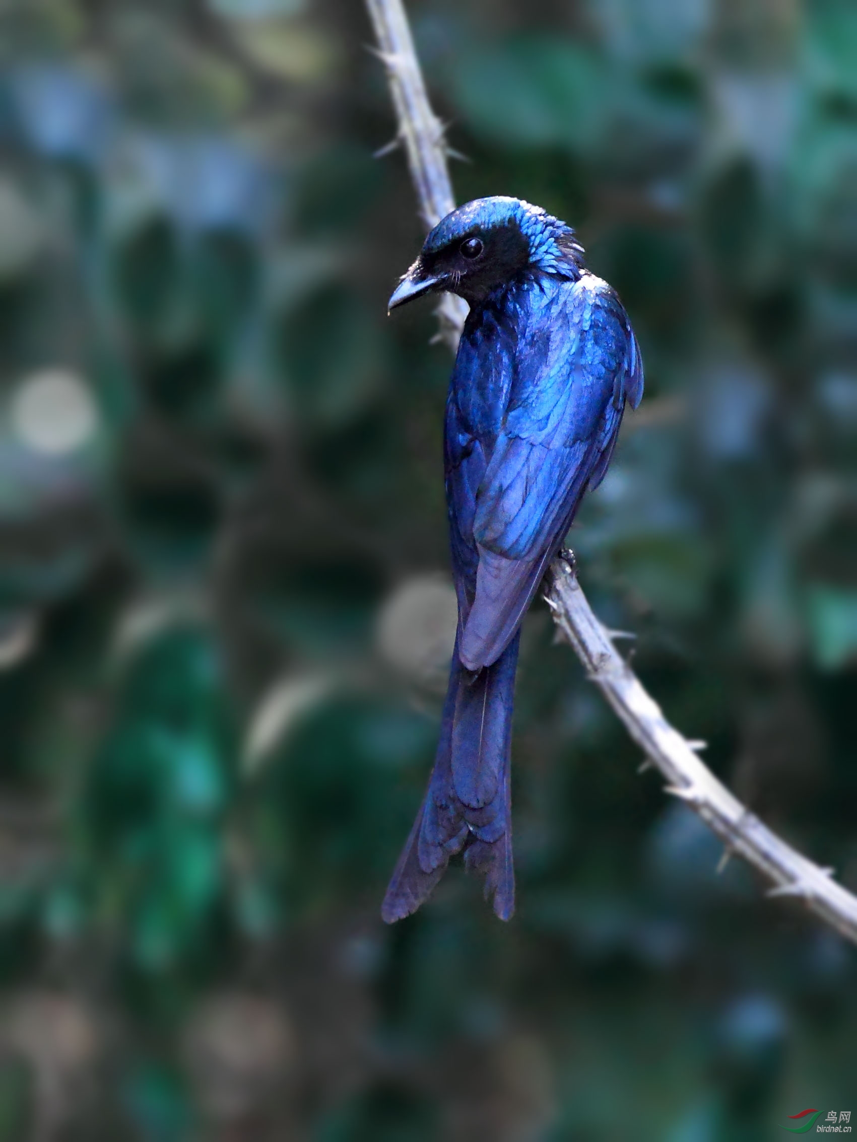 泰国拍鸟三森林里的蓝精灵11种