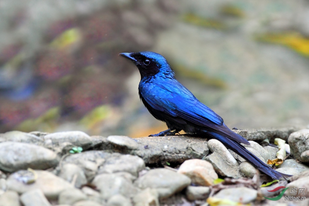 泰国拍鸟三森林里的蓝精灵11种