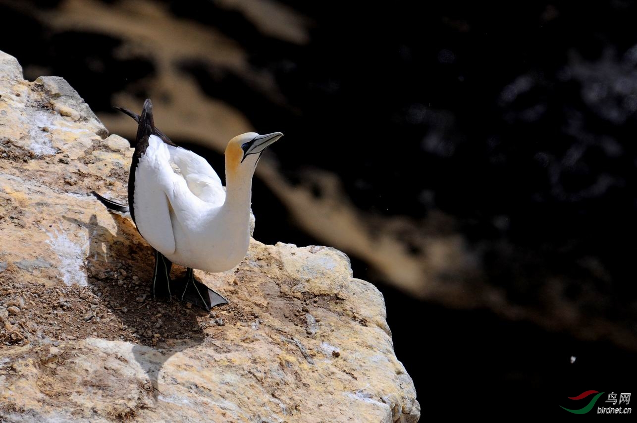 新西兰拍鸟塘鹅