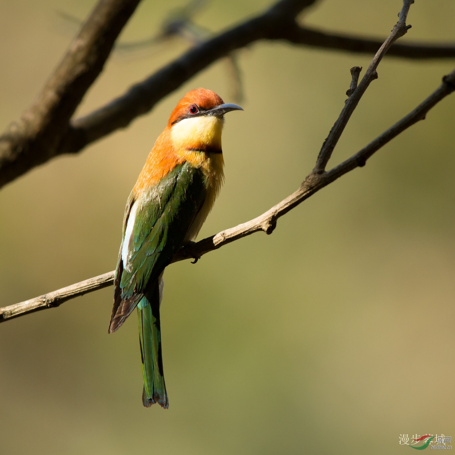 栗头蜂虎 - 第3页 - 四川版 sichuan鸟网