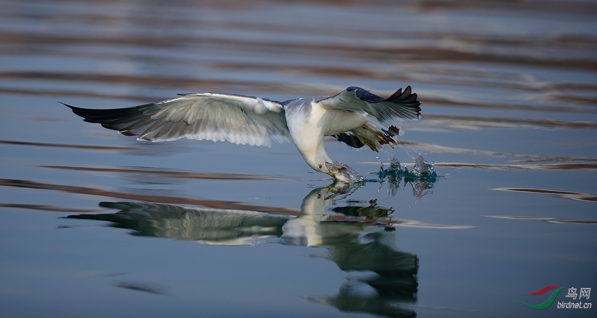 海鸥捕食
