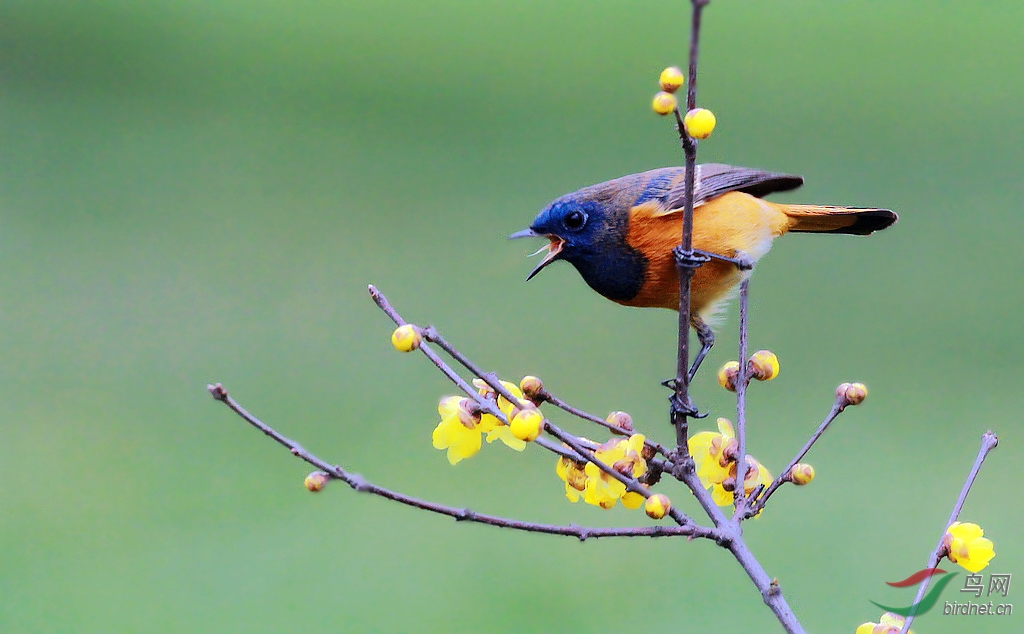 灵动神态鸟朋友