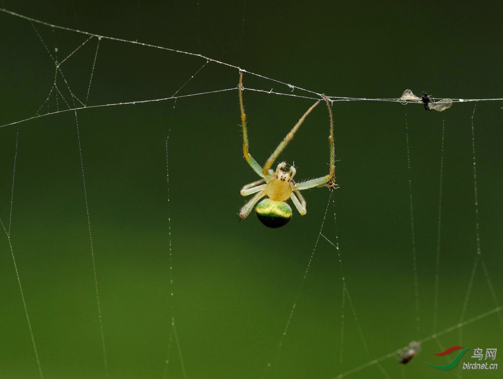 一张美丽蜘蛛网