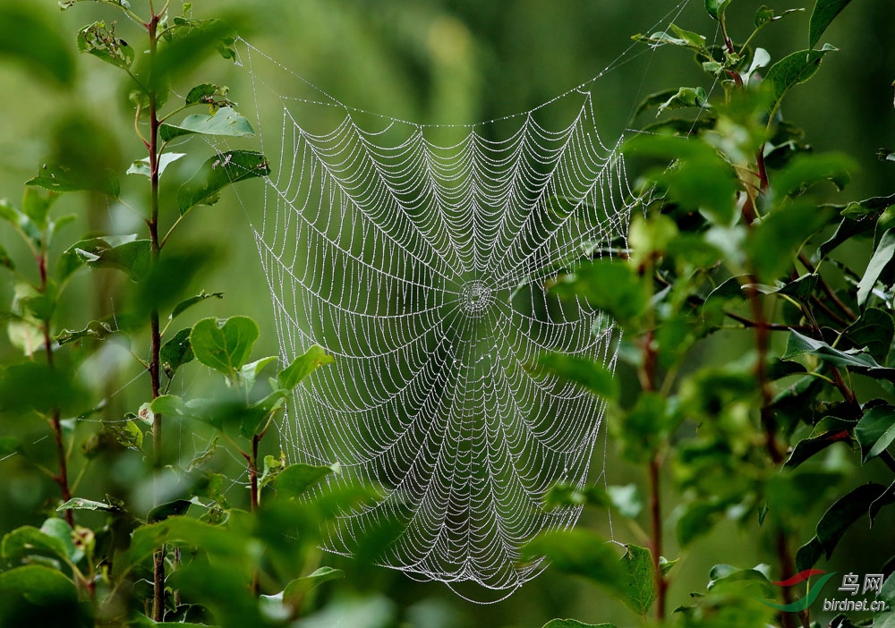 一张美丽《蜘蛛网》