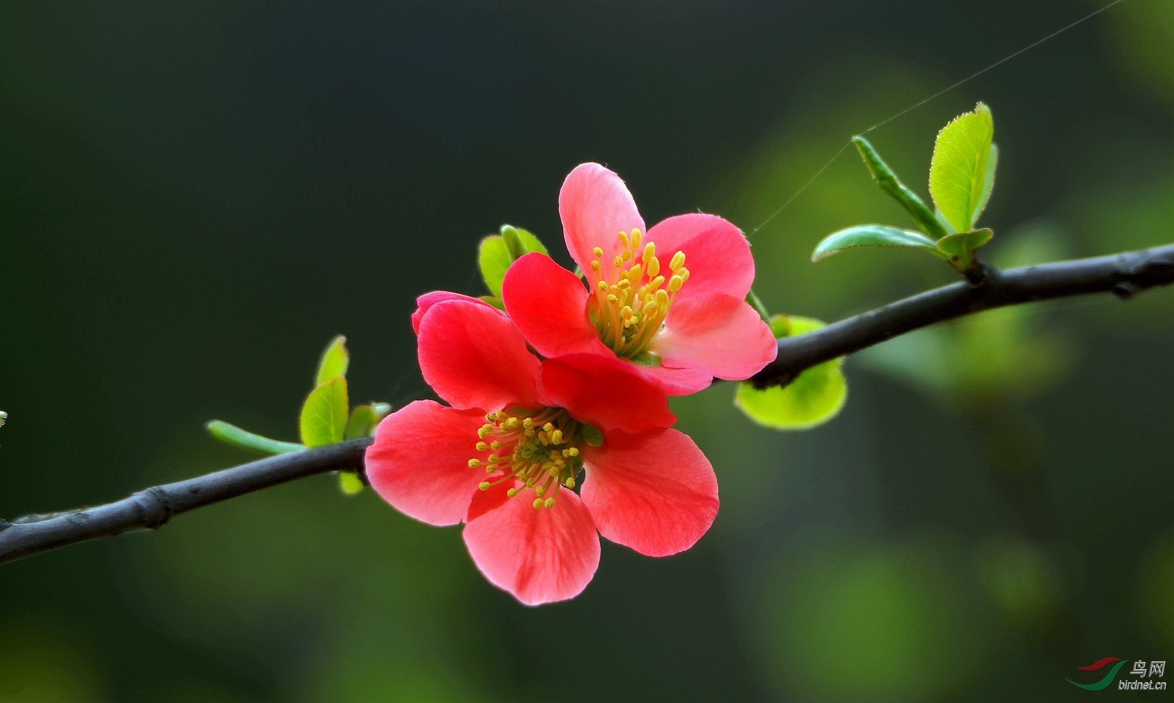 红艳艳的海棠花