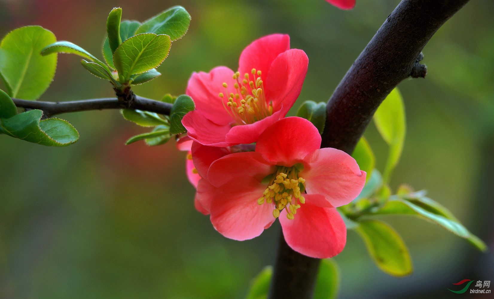 红艳艳的海棠花