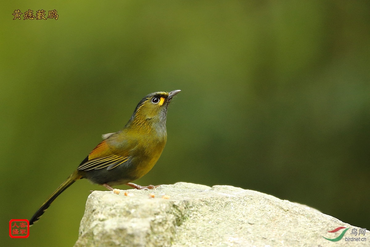 台湾的春天很热闹