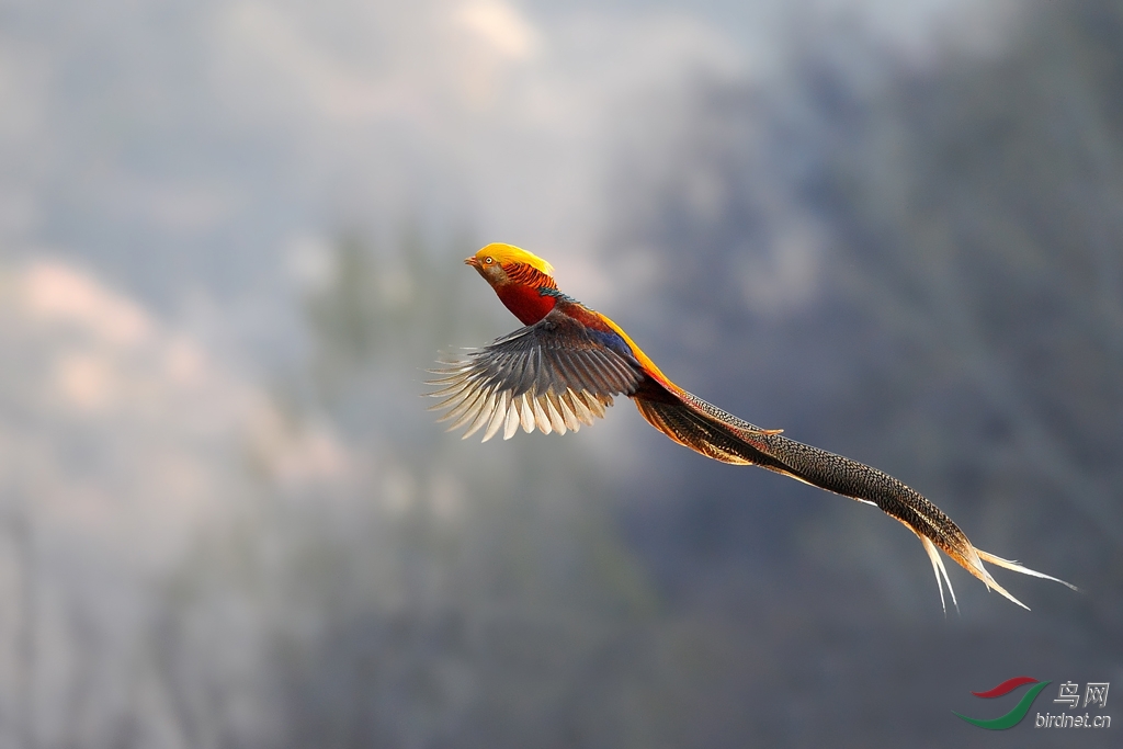 "凤凰"飞舞 谢三门峡各位鸟友