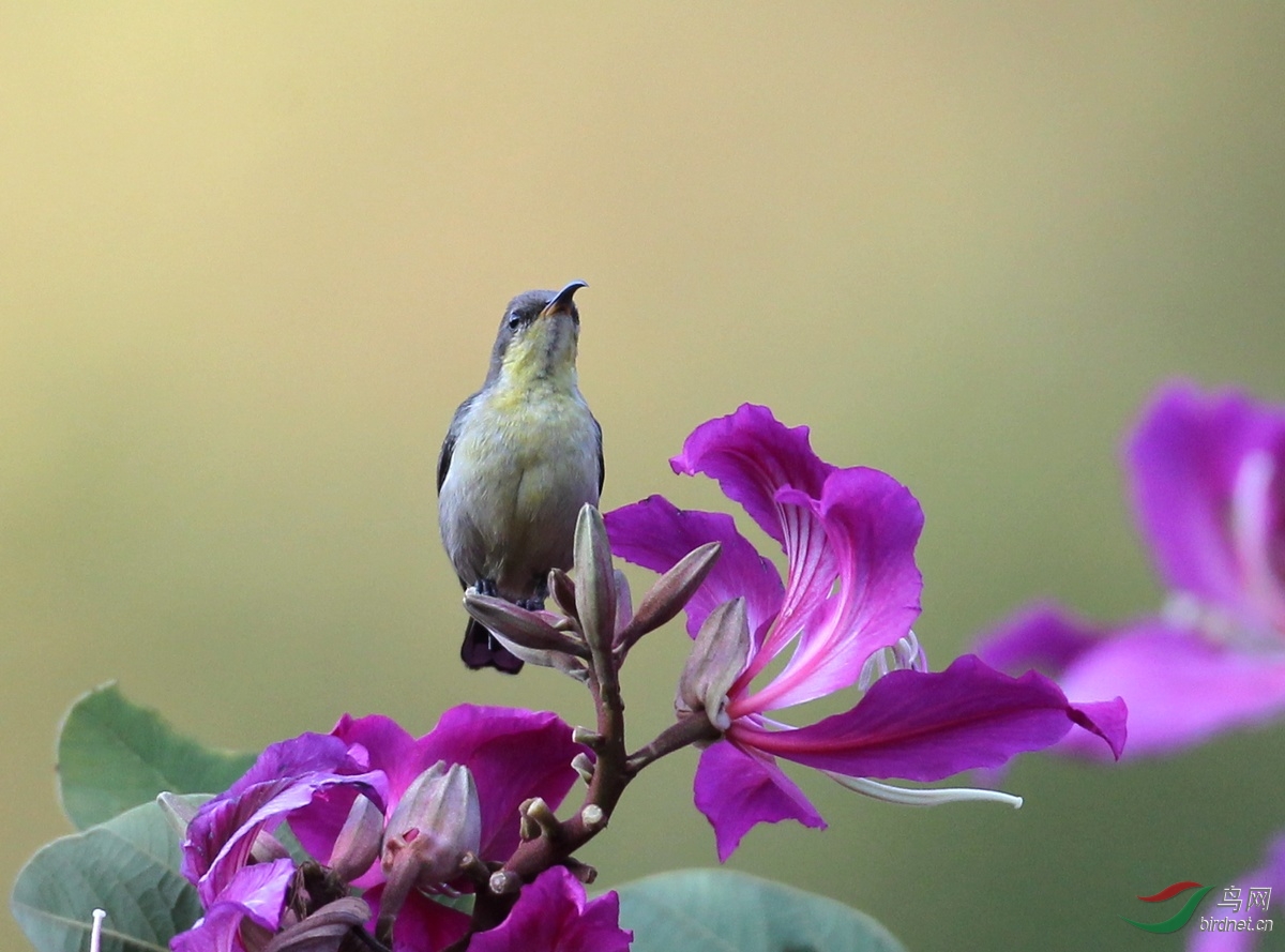 紫色花蜜鸟