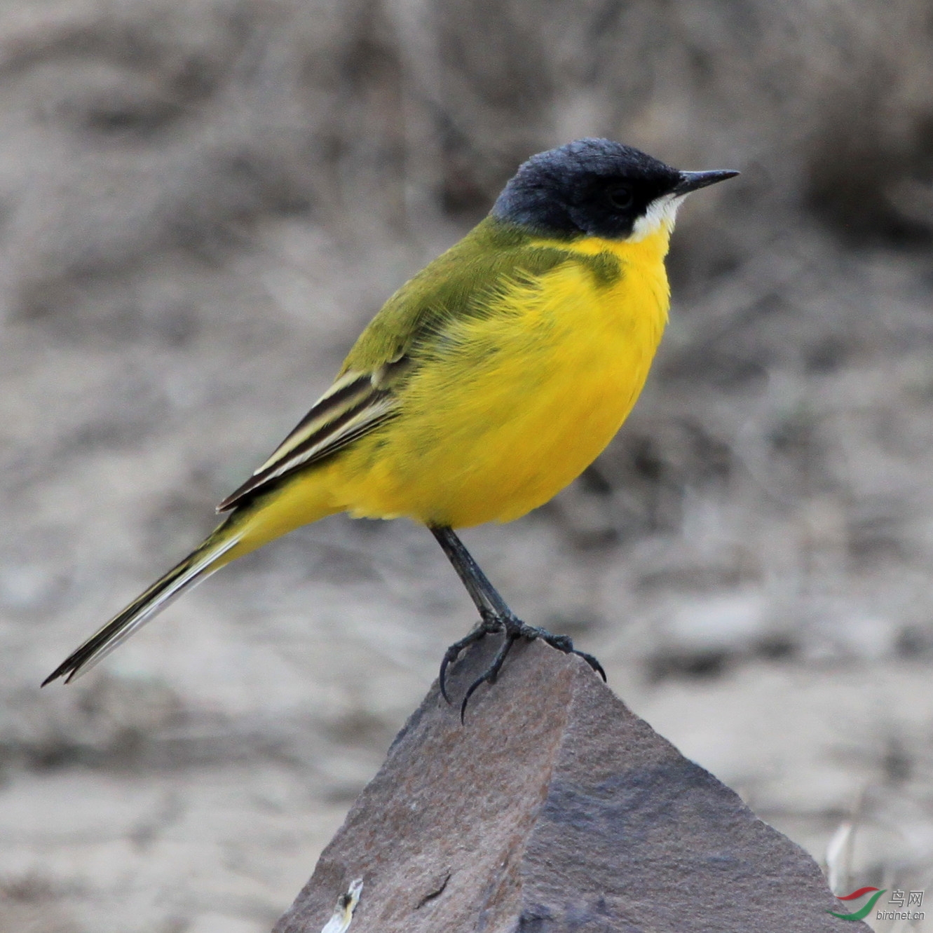 三只小鸟(乌拉泊拍摄)各有特征,请老师们赐教鸟名!