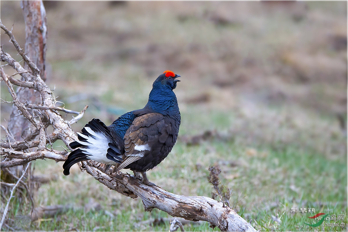 黑琴鸡黑琴鸡的春天