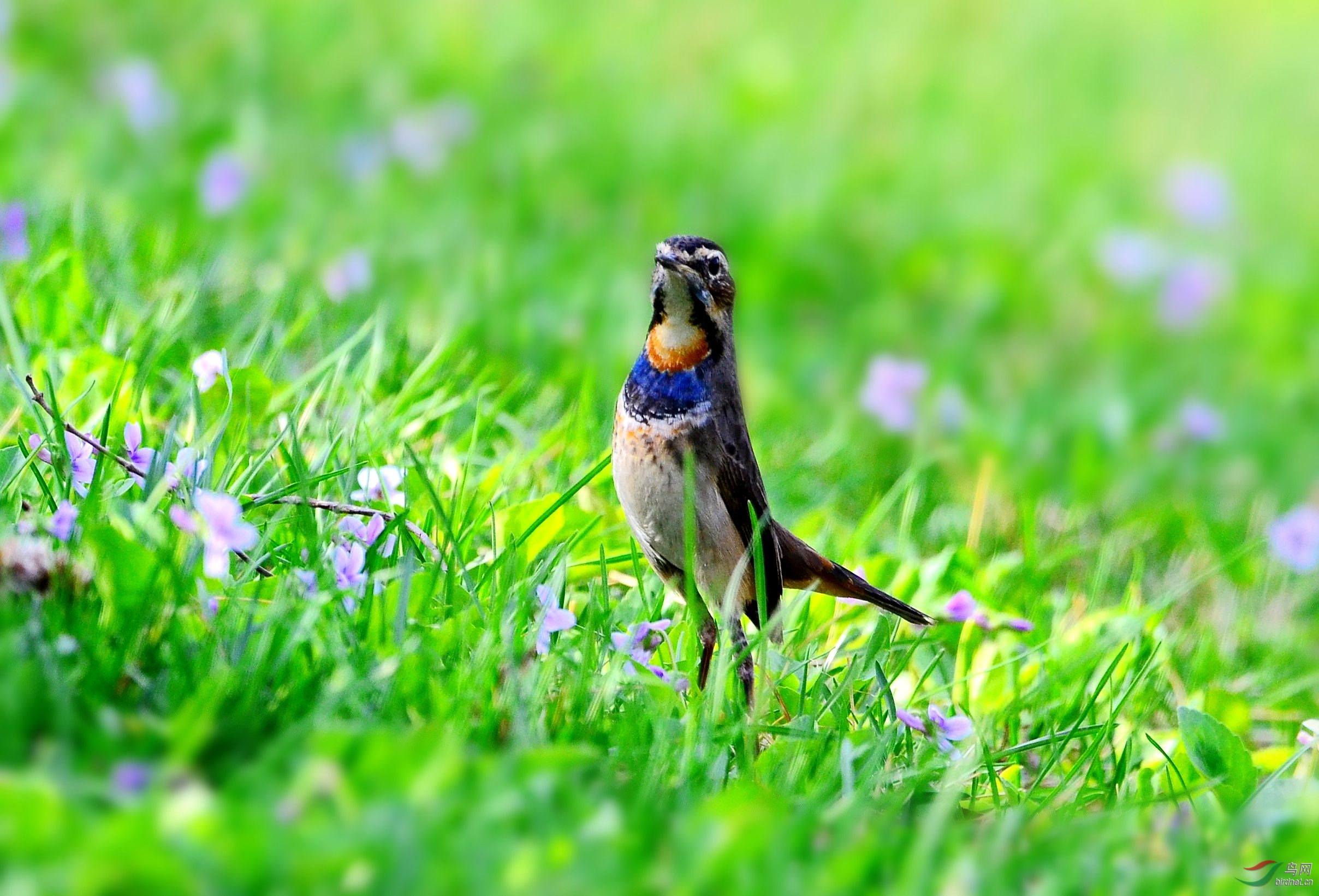 农展馆有只蓝腚颏