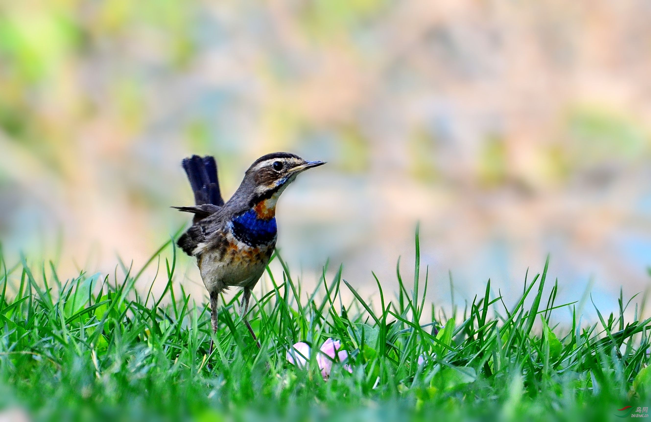 农展馆有只蓝腚颏