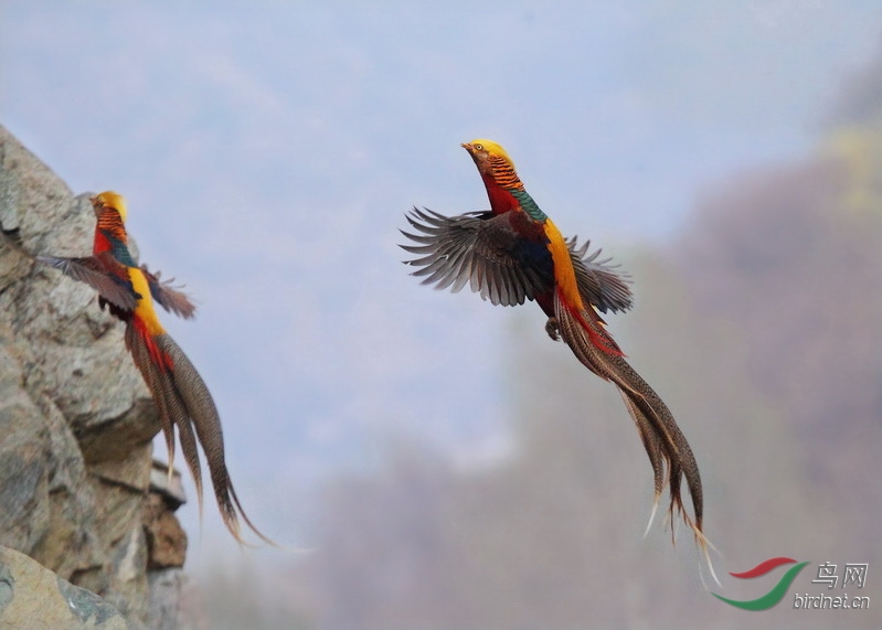 小凤凰之比翼双飞
