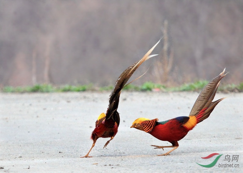 小凤凰之比翼双飞